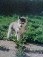 Du rocher du neyret - Siberian Husky - Portée née le 12/09/1999