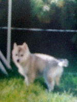 Du rocher du neyret - Siberian Husky - Portée née le 14/09/1999
