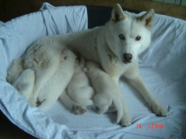 Du rocher du neyret - Siberian Husky - Portée née le 26/03/2006